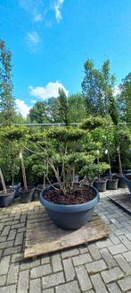 Ilex Crenata bonsai Japanse hulst in Sierpot, Tuin en Terras, Ophalen, Nieuw