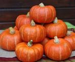 Marmito F1 Kabocha Buttercup 1000 zaden, Hobby en Vrije tijd, Knutselen, Ophalen of Verzenden, Nieuw