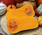 Butternut Emily F1 Vroege flespompoen, Hobby en Vrije tijd, Ophalen of Verzenden, Nieuw