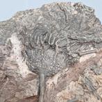 Crinoide - Gefossiliseerd dier - Scyphocrinus elegans - 242, Verzamelen, Mineralen en Fossielen