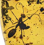 Birmese Amber - Fossiele cabochon - Large Extinct Ant -