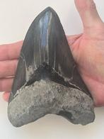 Grote Megalodon tand 14,1 cm - Fossiele tand - Carcharocles, Verzamelen