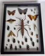 wandelende tak Taxidermie volledige montage - Eurycantha, Nieuw
