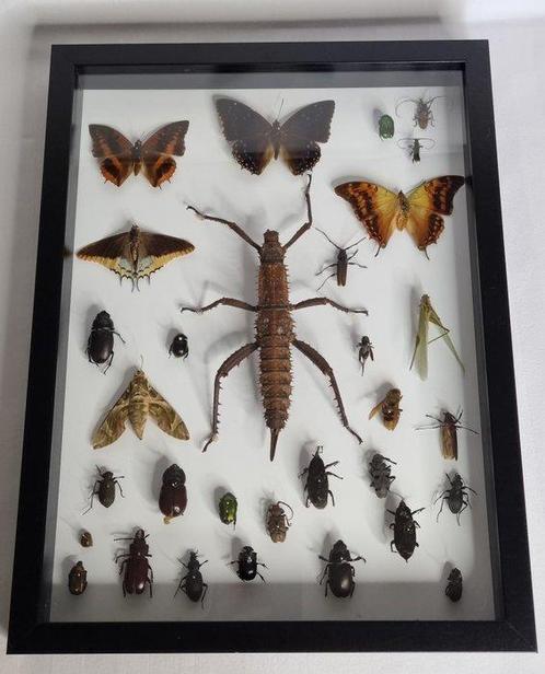 wandelende tak Taxidermie volledige montage - Eurycantha, Verzamelen, Dierenverzamelingen