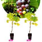 Vitis vinifera Prior + Pot 11cm 2 stuks, Tuin en Terras, Planten | Fruitbomen, Verzenden, Halfschaduw