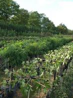 Leilinde Dakplataan meerstam solitair voor uw tuin, Overige soorten, Zomer, Ophalen, Volle zon