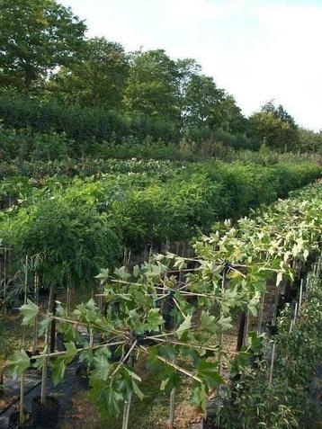 Leilinde Dakplataan meerstam solitair voor uw tuin beschikbaar voor biedingen