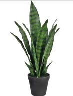Kunstplant ‘ Sansevieria Zeylanica’ | 44cm, Ophalen, Nieuw