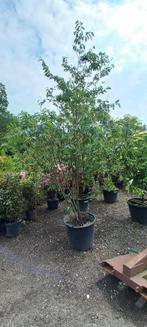 Zelkova Serrata meerstammig Japanse Iep 300cm, Ophalen