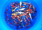 Suda 15-18cm  tosai mix (Japanse Koi), Dieren en Toebehoren, Vissen | Vijvervissen, Karper of Koi