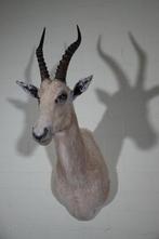 Blesbok Taxidermie volledige montage - Damaliscus pygargus, Antiek en Kunst, Curiosa en Brocante