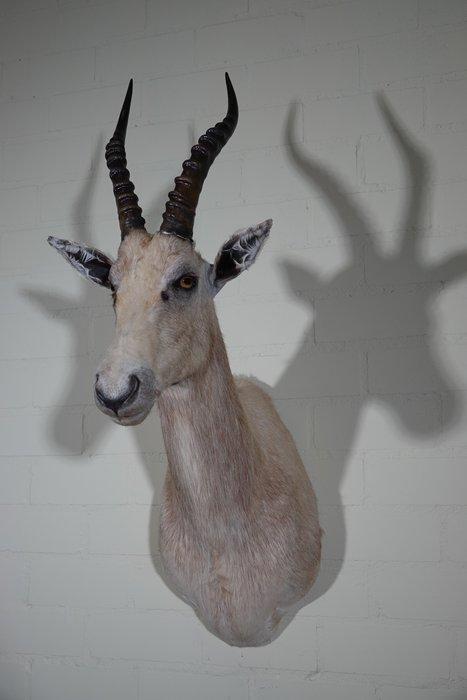 Blesbok Taxidermie volledige montage - Damaliscus pygargus, Antiek en Kunst, Curiosa en Brocante