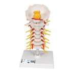 Anatomie model cervicale wervelkolom, 19 cm, Nieuw