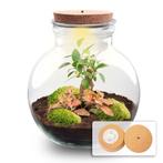 DIY Planten terrarium (met licht) - Teddy Bonsai - Ø 25 cm, Verzenden