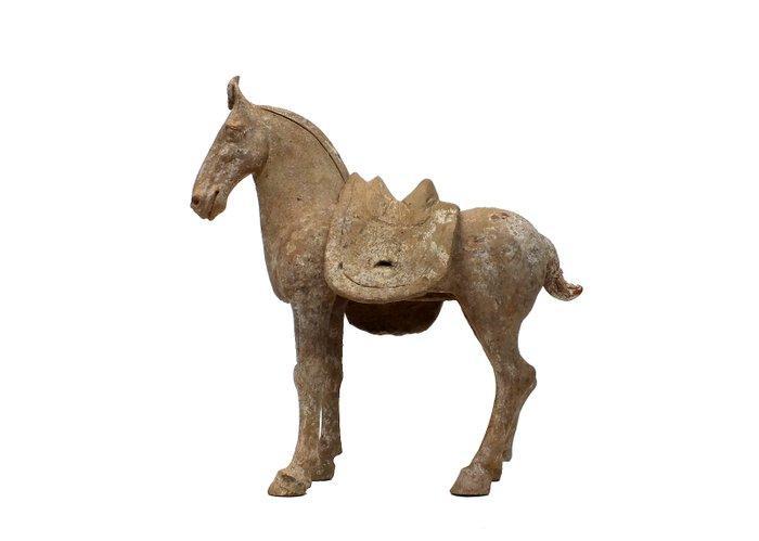 Oud Chinees, Tang-dynastie Terracotta Paard met afneemb, Verzamelen, Mineralen en Fossielen