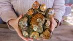 Ammoniet - Gefossiliseerd dier - Large Cluster - druse, Nieuw