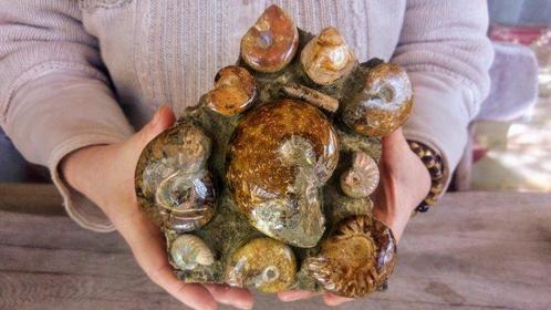 Ammoniet - Gefossiliseerd dier - Large Cluster - druse, Verzamelen, Dierenverzamelingen