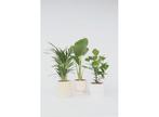 Green plant mix - mix of 3, Huis en Inrichting, Kamerplanten, Verzenden