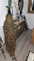 Blauwe pauw Taxidermie volledige montage - Pavo cristatus -, Nieuw