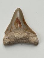 Megalodon tand 6,1 cm - Fossiele tand - Carcharocles, Nieuw