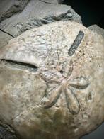 Zee-egel - Gefossiliseerde schelp - Echinodiscus cf.