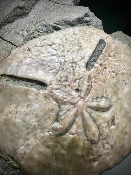 Zee-egel - Gefossiliseerde schelp - Echinodiscus cf., Verzamelen, Mineralen en Fossielen