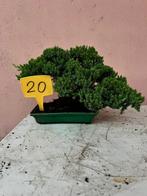 Jeneverbes bonsai (Juniperus) - Hoogte (boom): 18 cm -, Antiek en Kunst