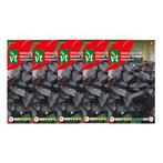 Basilicumzaad | VT | 5 stuks (Rood), Verzenden