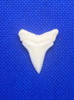 Witte haai Tand - Carcharodon carcharias - 29 mm - 24 mm - 4, Antiek en Kunst