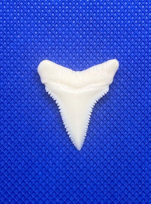 Witte haai Tand - Carcharodon carcharias - 29 mm - 24 mm - 4, Antiek en Kunst, Curiosa en Brocante