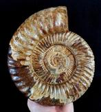 Ammoniet - Gefossiliseerd dier - Kranosphinctes rabei