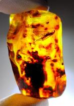 Fossil-Wonderbaar - Barnsteen