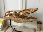 Mosasaurus - Fossiele schedel - 46 cm - 17 cm