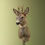 Reebok Wintervacht Taxidermie Opgezette Dieren By Max, Ophalen of Verzenden, Nieuw, Wild dier, Opgezet dier