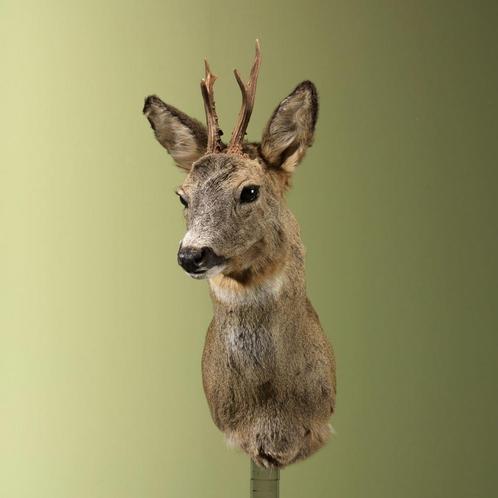 Reebok Wintervacht Taxidermie Opgezette Dieren By Max, Verzamelen, Dierenverzamelingen, Opgezet dier, Nieuw, Wild dier, Ophalen of Verzenden
