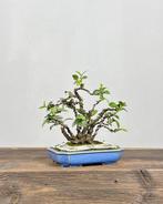 Viburnum Tinus - Hoogte (boom): 20 cm - Diepte (boom): 15 cm