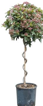 2 stuks! Sneeuwbal spiraal Viburnum tinus 90 cm - Warentuin, Tuin en Terras, Planten | Tuinplanten, Verzenden