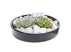 Echeveria Garden Mix in black bowl, Huis en Inrichting, Verzenden
