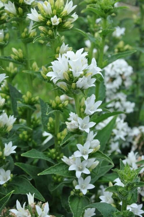 Kluwenklokje Campanula glomerata Alba 5-10 Pot P9, Tuin en Terras, Planten | Tuinplanten