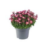 Saxifraga x arendsii Pixie Roze een sprankelend tapijt va..., Tuin en Terras, Planten | Tuinplanten, Ophalen of Verzenden, Vaste plant