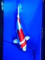 (V)hq Japanse koi 15-80cm NU EINDEJAARSKORTING!, Karper of Koi