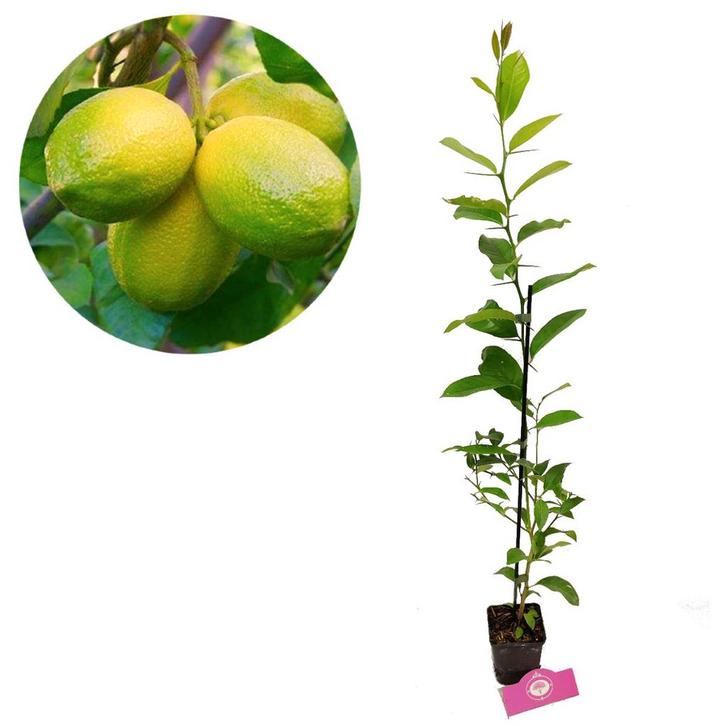 limoenplant Citrus auratifolia Mexican lime, Tuin en Terras, Planten | Fruitbomen, Volle zon, Verzenden