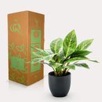 Kunstplant - Croton Codiaeum - Wonderstruik - 38 cm, Verzenden, Nieuw