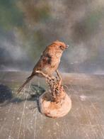 Roodkoppapegaaivogel - Taxidermie volledige montage -, Nieuw