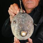 Kogelvis - kogelvis met witte stippen Taxidermie volledige, Nieuw