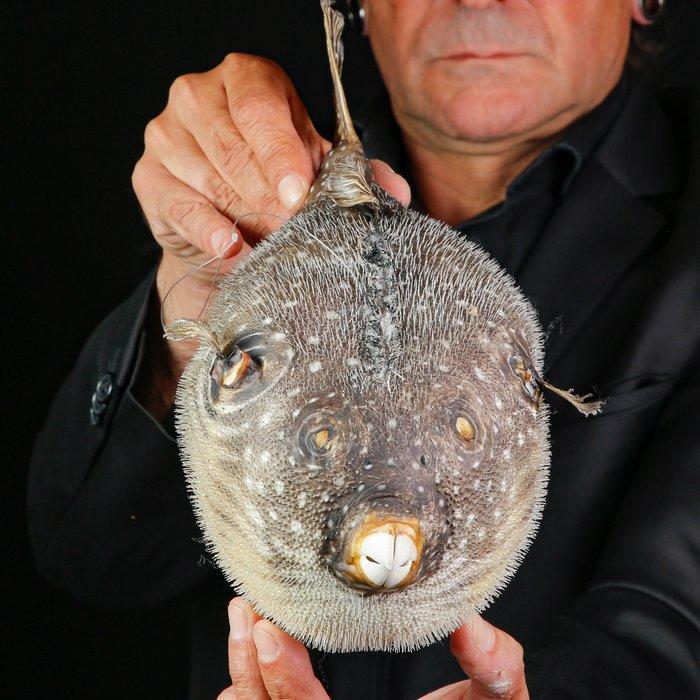 Kogelvis - kogelvis met witte stippen Taxidermie volledige, Verzamelen, Dierenverzamelingen