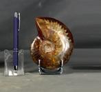 Adembenemende ammoniet - Topconservatie met roodachtige, Verzamelen, Mineralen en Fossielen