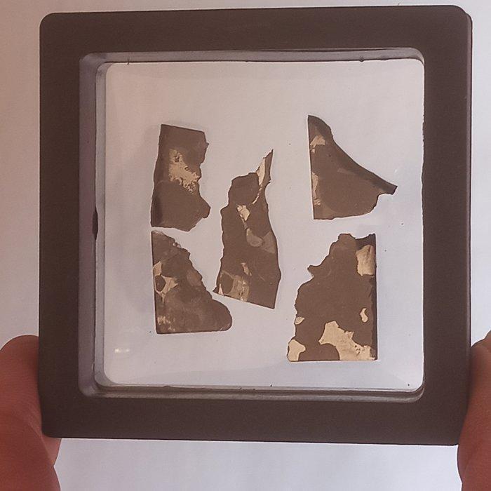 SERICHO - pallasiet meteoriet - 5 gepolijste plakken. Geen, Verzamelen, Mineralen en Fossielen