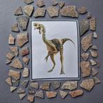 Dinosaurus - Gefossiliseerd ei - Oviraptor sp. - 23 mm - 13