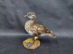 Eend Taxidermie volledige montage - Mandarin duck Aix sponsa, Nieuw